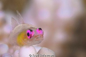 Purple-eyed Goby by Iyad Suleyman 